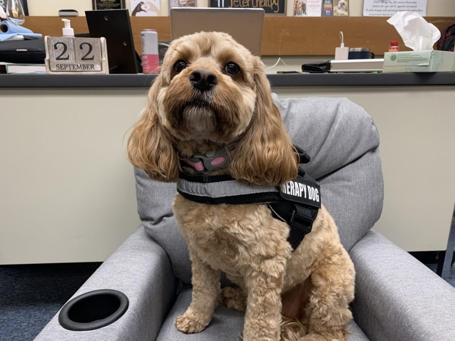 Scout begins job as new therapy dog