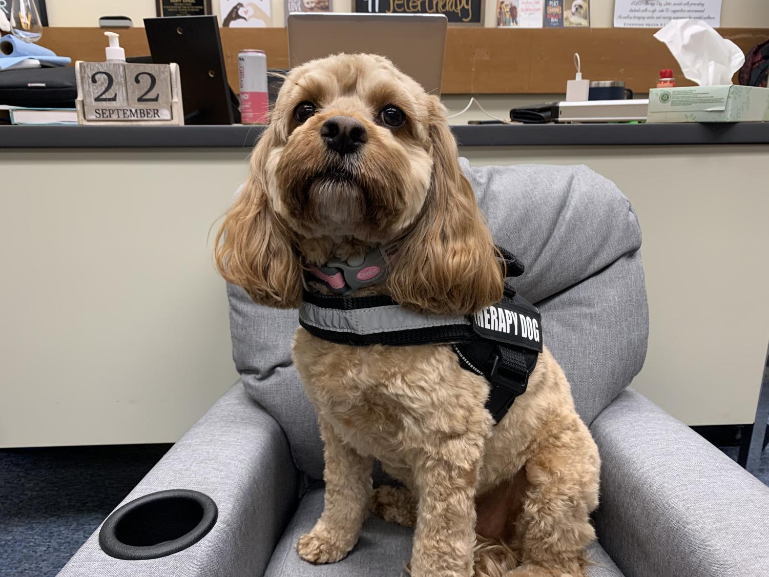 Selma Unified uses therapy dog named Jeter