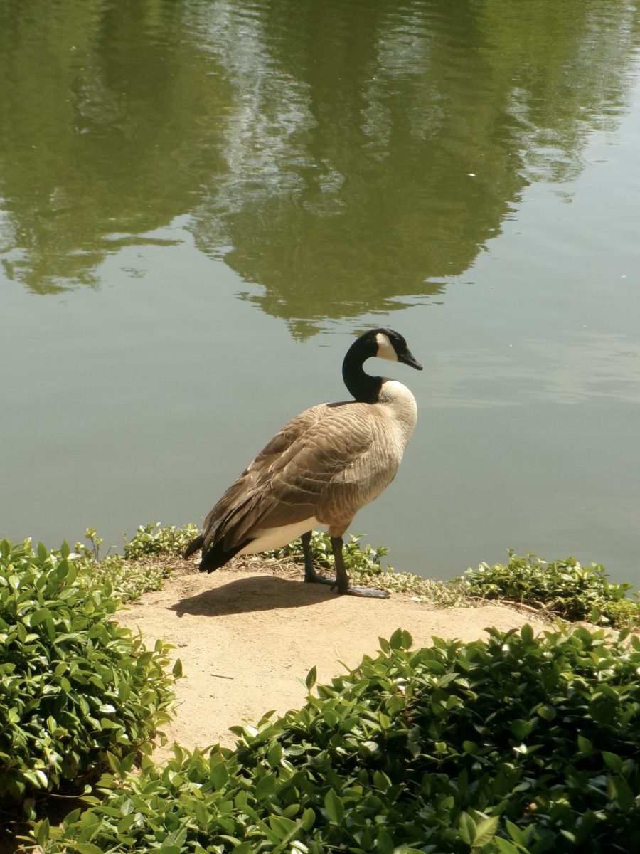 Wings of Maternal Grace